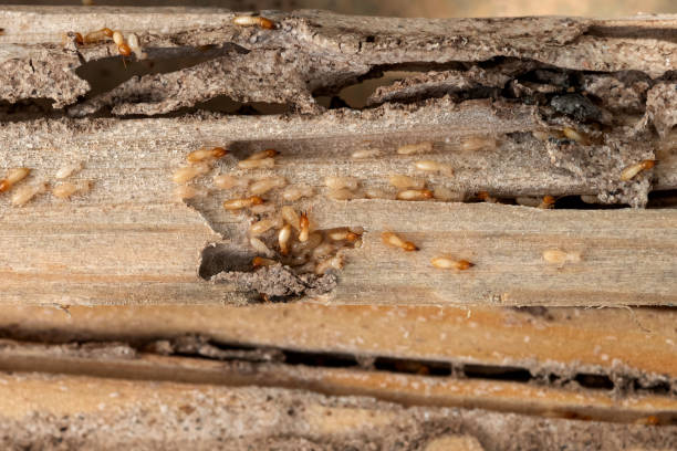 Best Pest Prevention Services  in Lake Landor, VA